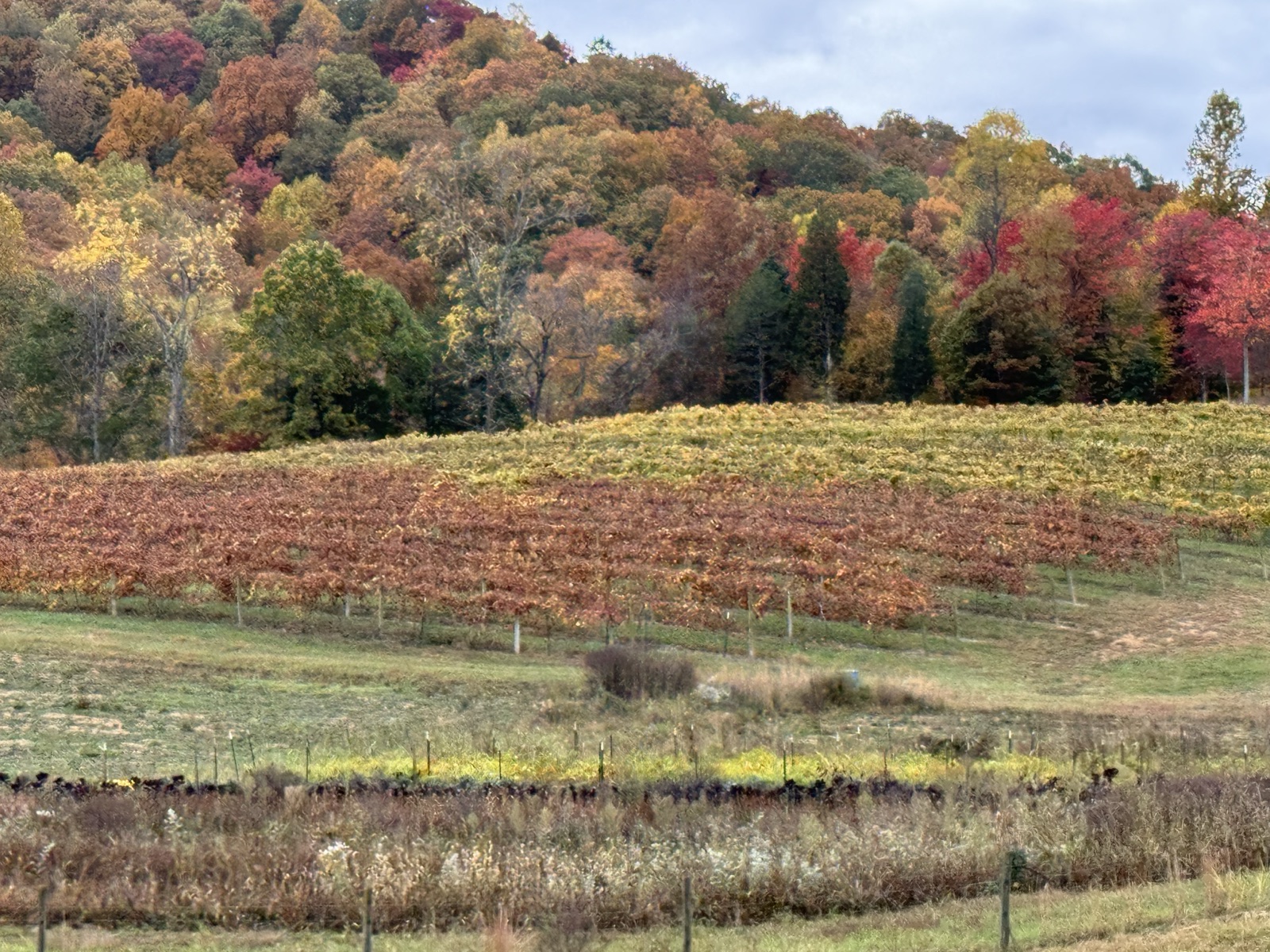 Wine Tours